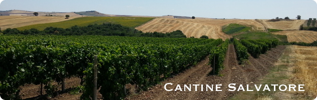 Cantine Salvatore Cantine Salvatore